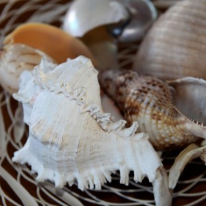 CY_album_5 CY_album_5